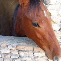 اسب نریان 8ماهه