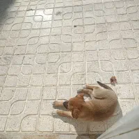 واگذاری توله سگ رایگان|سگ|کرمانشاه, |دیوار