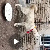 سفید درشت|سگ|داران, |دیوار