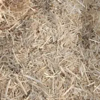 کاه جو دیم  در آسمان اباد