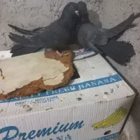 کبوتراصفهانی