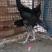 جوجه سیاه|پرنده|میناب, |دیوار