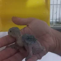 طوطی برزیلی جوجه