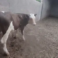 گوساله سیمینتال|حیوانات مزرعه|جلگه ماژان, |دیوار