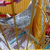 عروس هلندی|پرنده|دیلمان, |دیوار