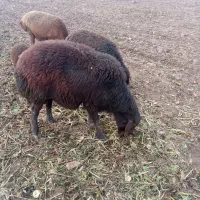 ی راس قوچ افشار فروش