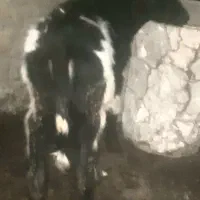 گوساله ۲ عدد