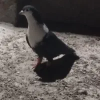 کفتر