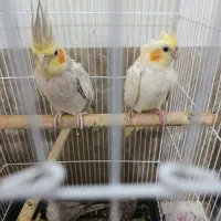 پرنده
