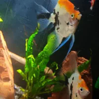 ماهی انجل جفت