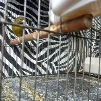 سلام تعدای قناری نر قرص بخون|پرنده|تهران, دولتخواه جنوبی|دیوار