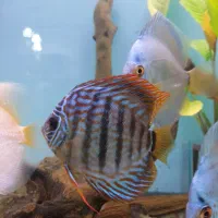 اکواریوم و دیسکس