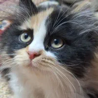 گمشده|گربه|رفسنجان, |دیوار