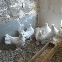 کبوترتعزینی سفیدکاکلی دم چتری پاپرتمیزوسالم