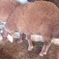 سه عدد بره