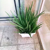 آلوئه ورا|گل و گیاه طبیعی|خرم‌آباد, |دیوار