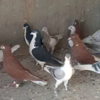 23عدد کفتر پرنده|پرنده|قزوین, |دیوار