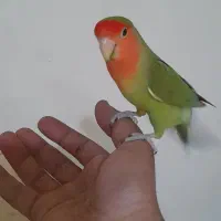 طوطی برزیلی جفت|پرنده|فردیس, شهرک ارم|دیوار