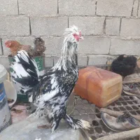 حیوانات مزرعه