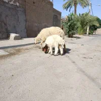 گوسفند مطفل بابره نر شرط جنی قیمت 160/000/000|حیوانات مزرعه|اهواز, منازل کارون|دیوار