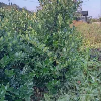 یاس گلدان۱۲