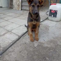 توله ژرمن شپرد ۴ماهه