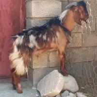 بزغاله نر چاق شیرمس