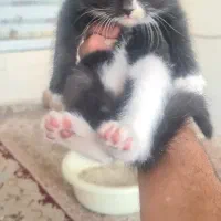 گربه|گربه|نیشابور, هفده شهریور|دیوار