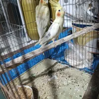 جفت عروس هلندی در کاکی|پرنده|کاکی, |دیوار