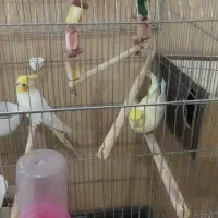 عروس هلندی مولد لوتینو