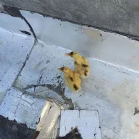 جوجه اردک|حیوانات مزرعه|مریوان, |دیوار