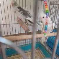 فروش سه عدد جوجه دوکت البینوولتین|پرنده|اسلامآباد غرب, |دیوار