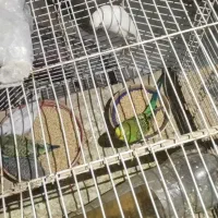 مرغ عشق|پرنده|میناب, |دیوار