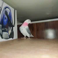 4تا نر تیرماهی|پرنده|قم, زند آباد|دیوار