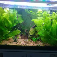 حلزون کلیر|خزنده|تهران, تختی|دیوار