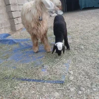 یک عدد میش و بره نر