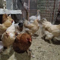 مرغ برهما‌جوان‌|حیوانات مزرعه|قم, ولیعصر|دیوار
