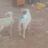 گوسفند خونی
