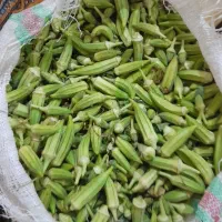 بامیه ریزومتوسط مکان حمیدیه شریعتی قیمت ۶۰تومن