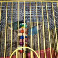 طوطی برزیلی مولد