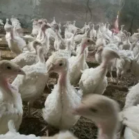 جوجه بوقلمون بیوتی