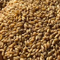 گندم بذری|گل و گیاه طبیعی|کارون, |دیوار