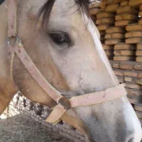 اسب ترکمن|اسب و تجهیزات اسبسواری|خلیل آباد, |دیوار