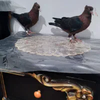 یک جوفت ارشینگل