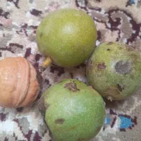 گردوتازه