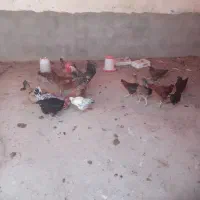 مرغ‌وخروس‌گلپایگانی