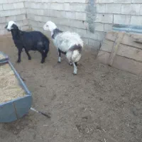 بره و قوچ|حیوانات مزرعه|عسگران, |دیوار