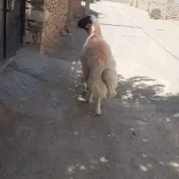 باسلام قوچ بذری درجه یک