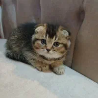 گربه