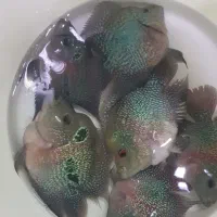 بلواسکات نایف فلاور دیسکس آنجل گوپی اسکار کت فایتر